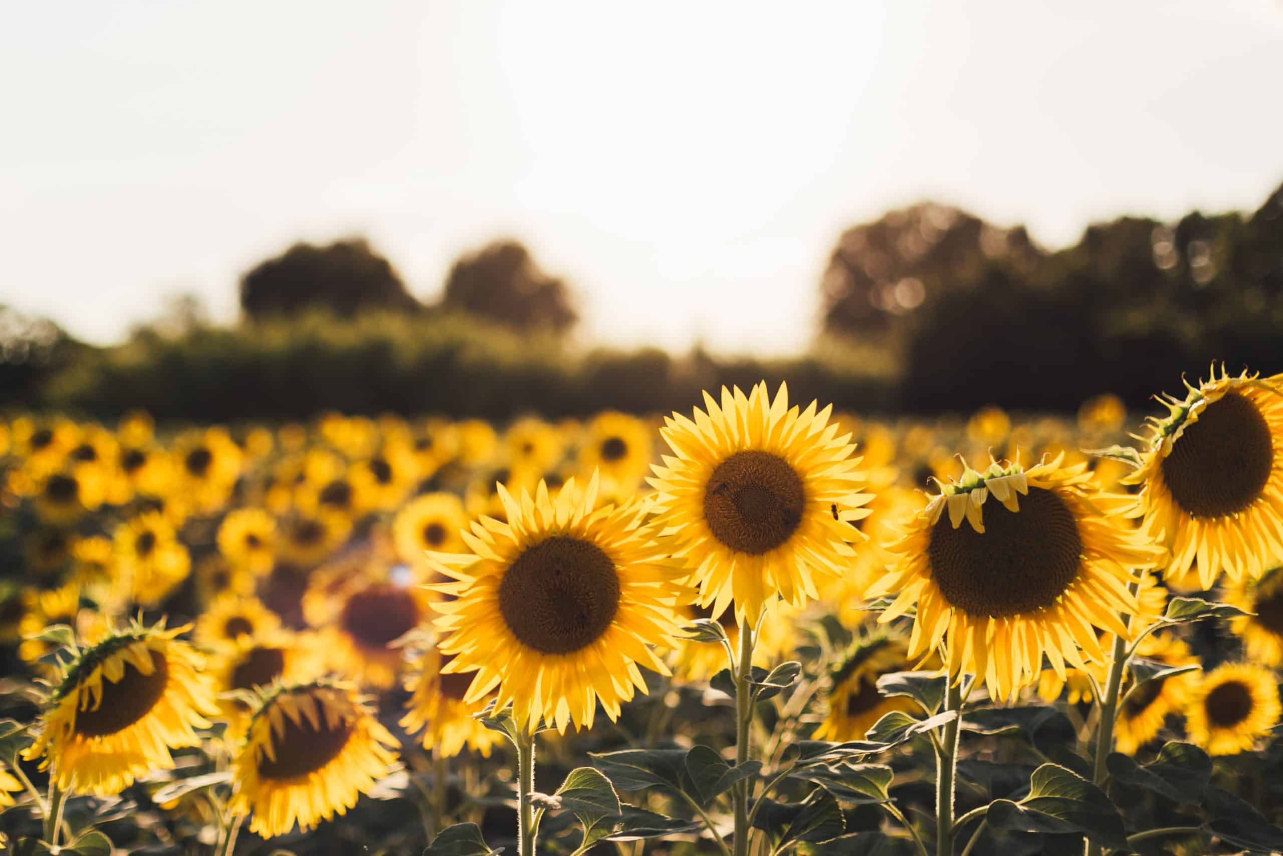 sunflowers representing sunflower oil and nature