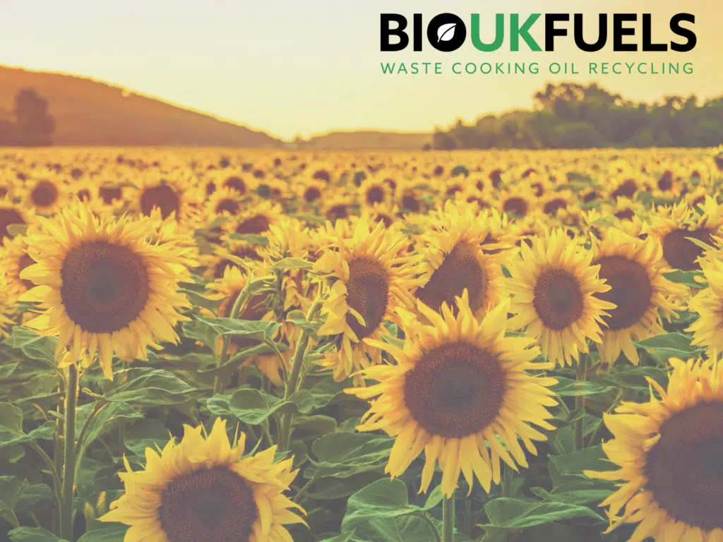 sunflowers in a field before harvesting for oil production