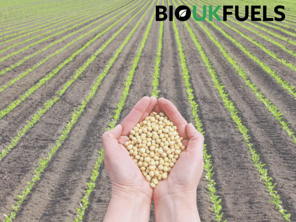 soy bean growing for oil production