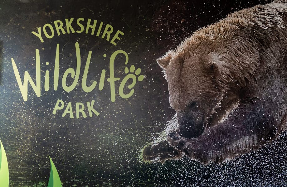 Bear at Yorkshire Wildlife Park