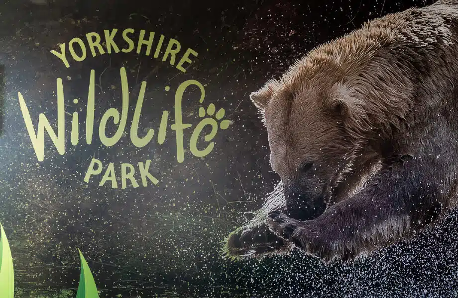 Bear at Yorkshire Wildlife Park