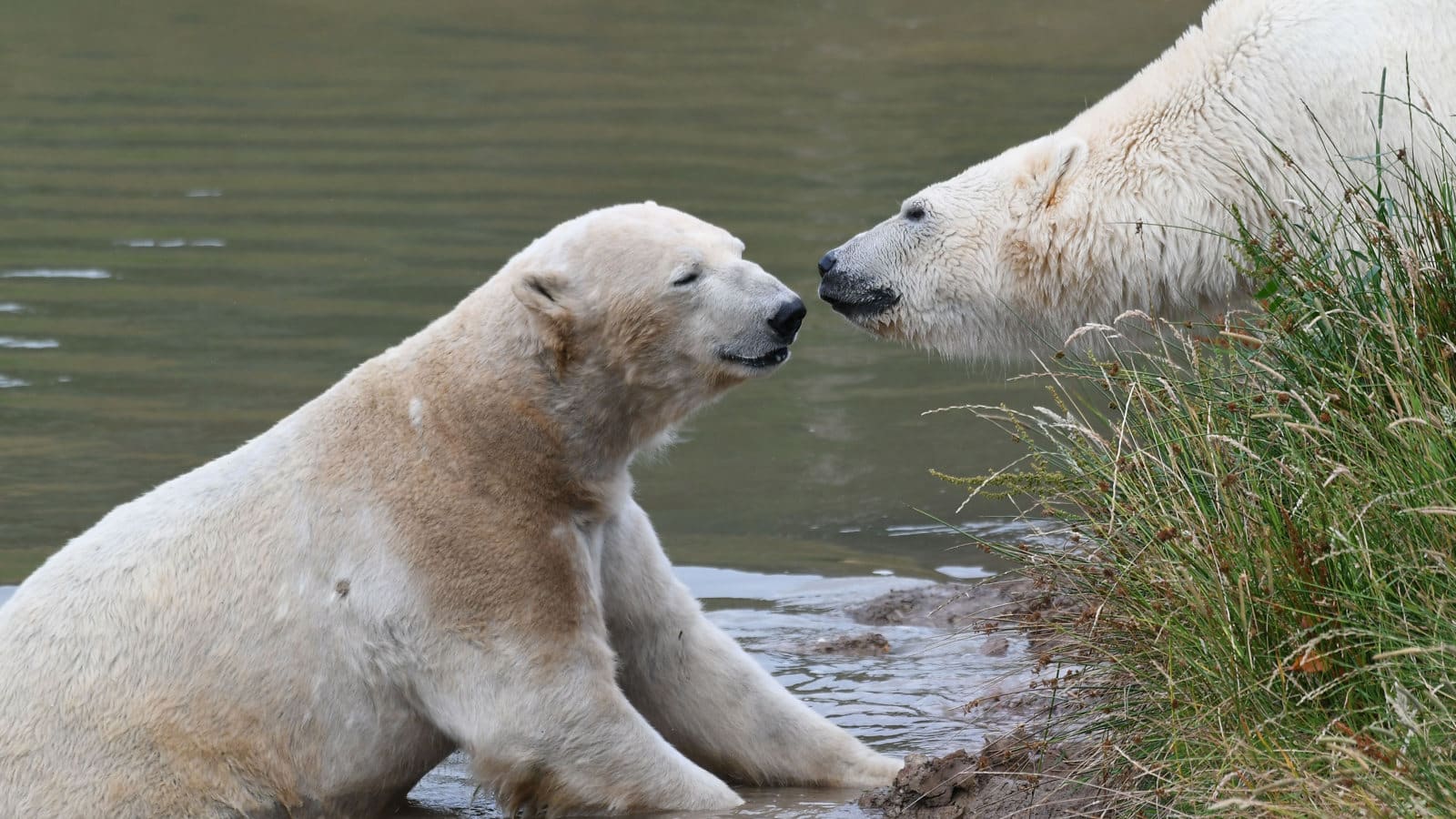 Polar Bears at Yorkshire Wildlife Park