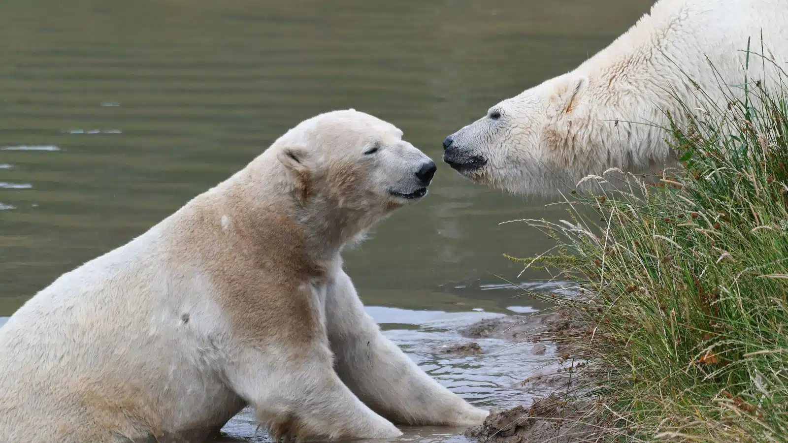 Polar Bears at Yorkshire Wildlife Park